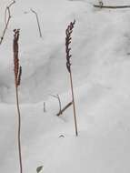 Image of sensitive fern