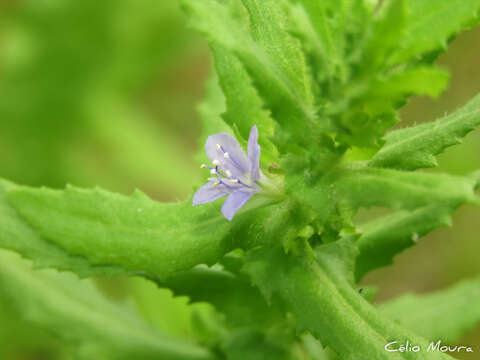 Imagem de Stemodia maritima L.