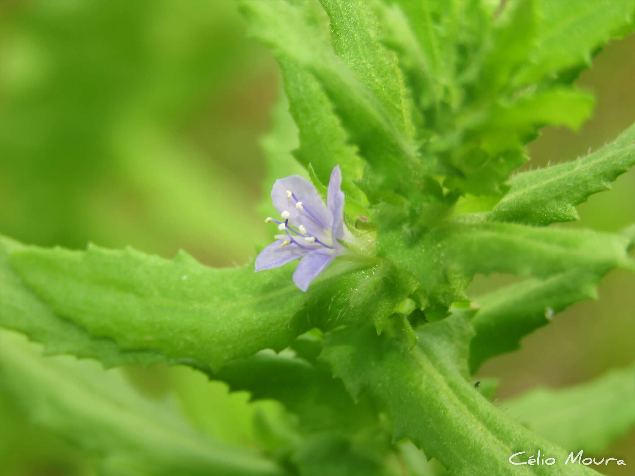 Слика од Stemodia maritima L.