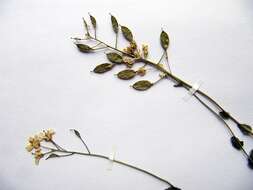 Image of Draba cardaminiflora Kom.