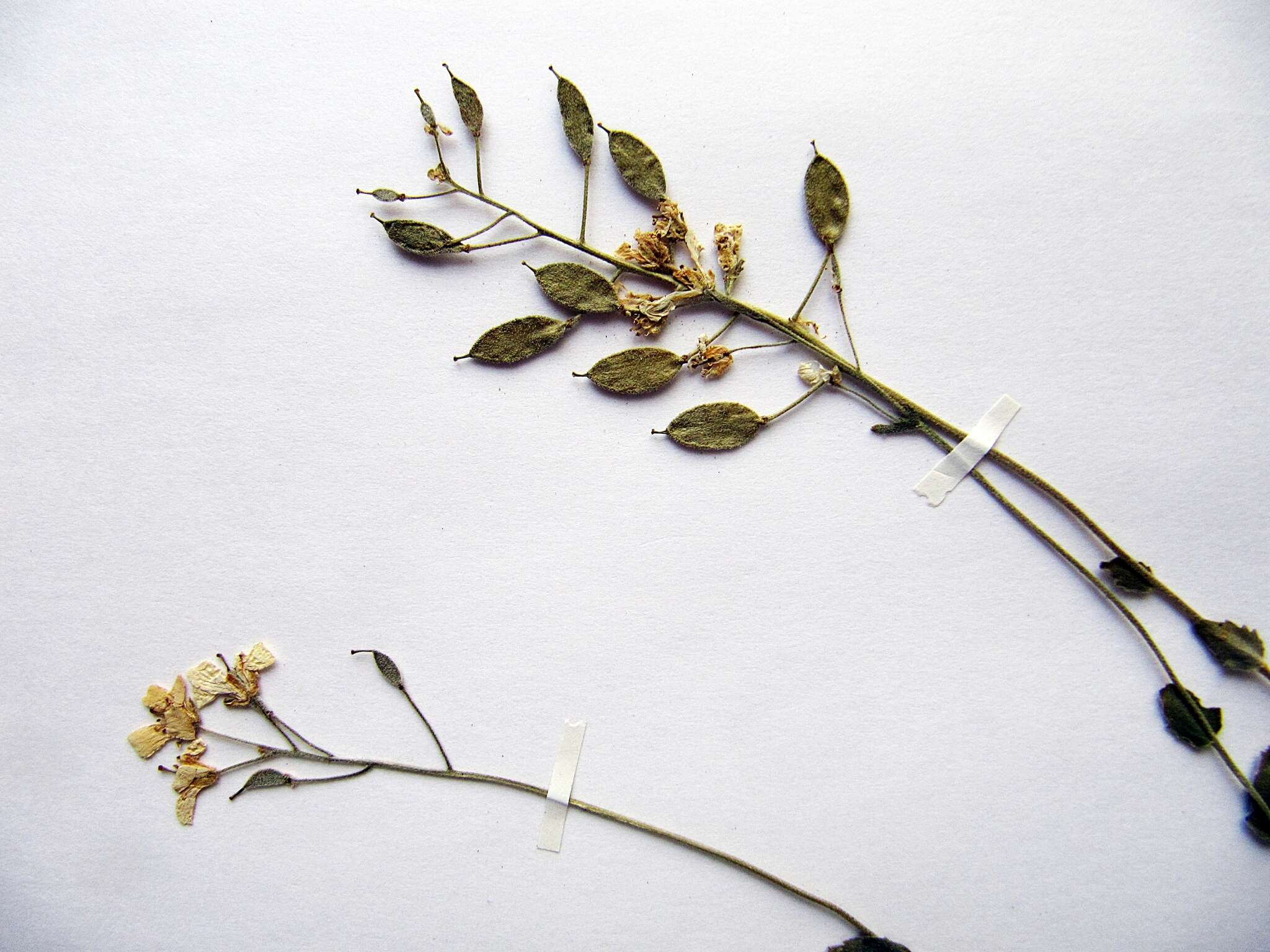 Image of Draba cardaminiflora Kom.