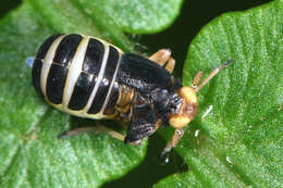 Image of Ditropis