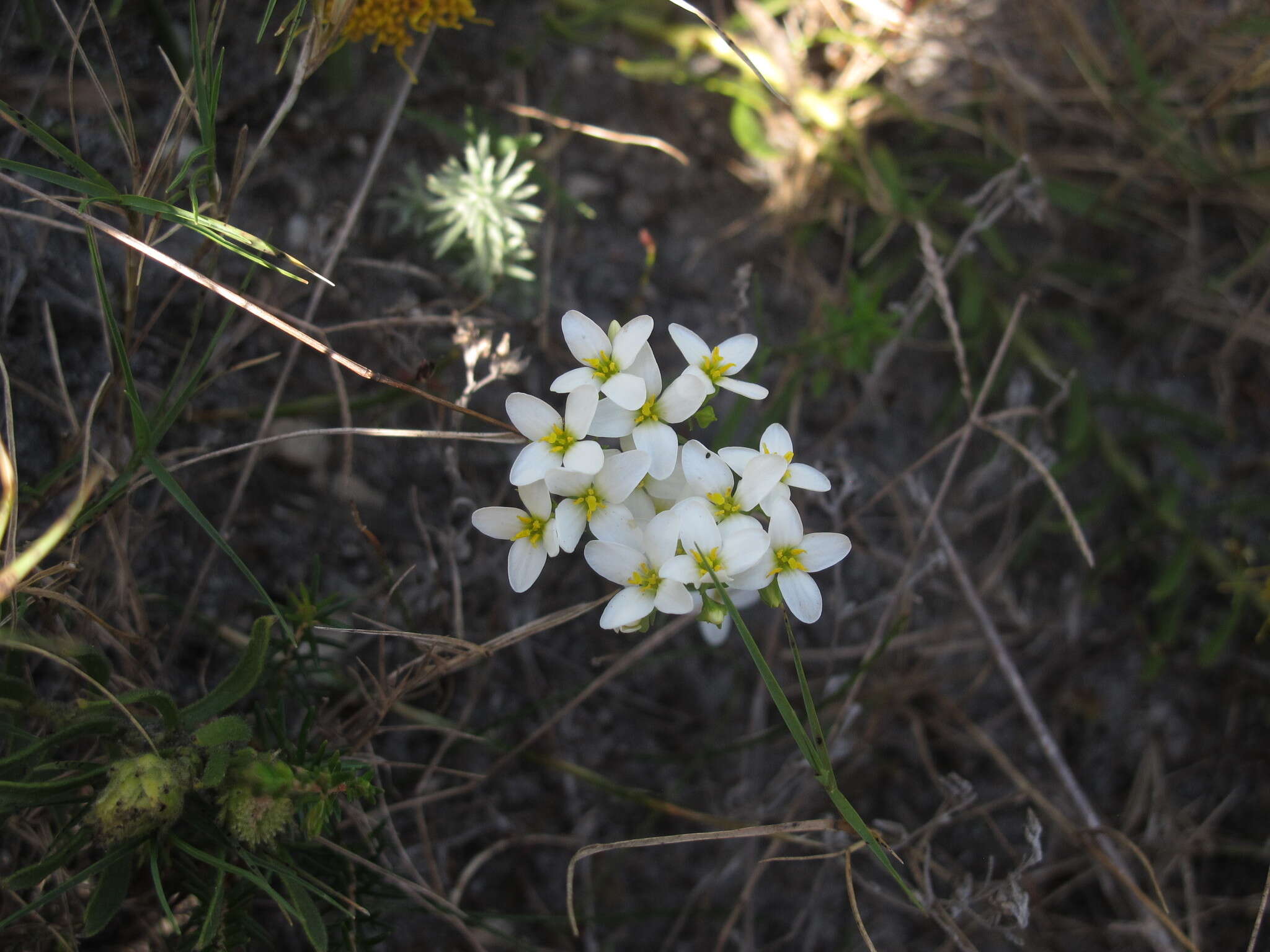 Image of Sebaea albens (L. fil.) Sm.