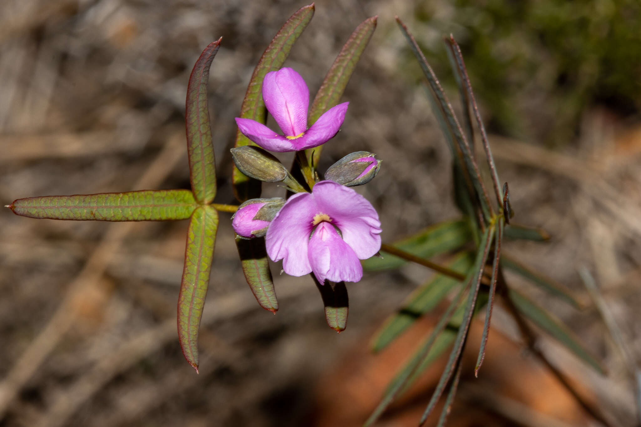 Image of Handsome Wedge Pea