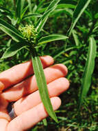 Image of Maximilian sunflower