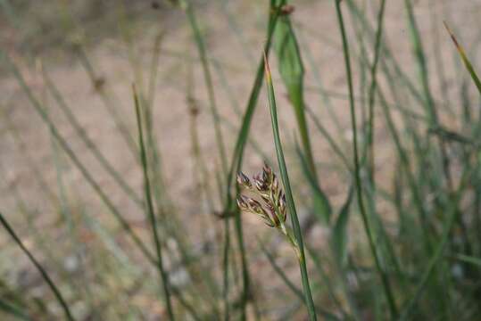 Image of Juncus balticus subsp. ater (Rydb.) Snogerup