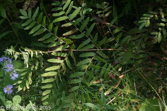 Osmunda spectabilis Willd. resmi