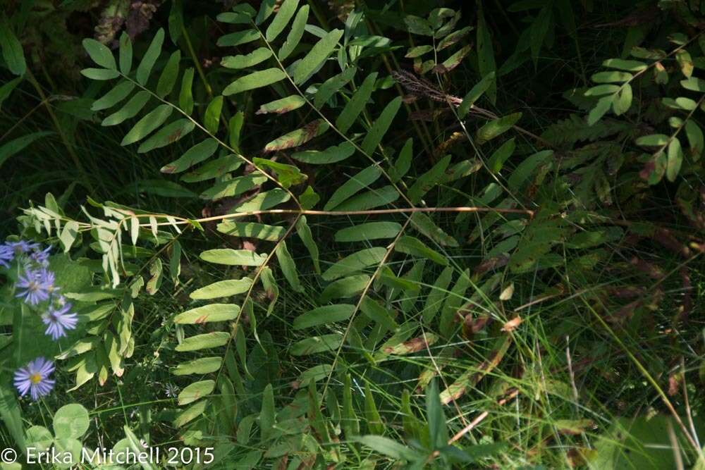 Слика од Osmunda spectabilis Willd.