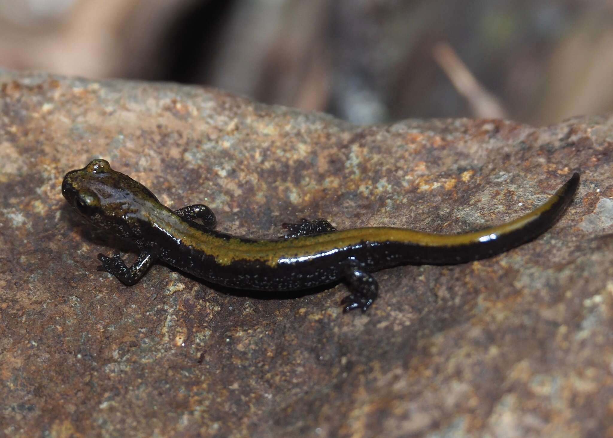 Image of Coeur d'Alene Salamander