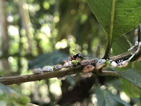 Image of Phyllotropis cingulata Germar