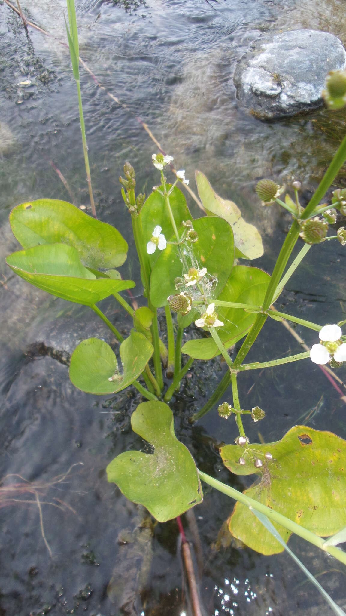 Imagem de Echinodorus berteroi (Spreng.) Fassett