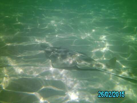 Image of Guitarfish