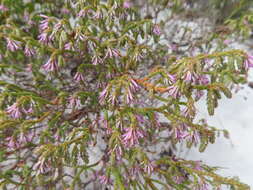 Image of Erica innovans E. G. H. Oliver