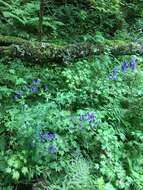 Image of northern blue monkshood