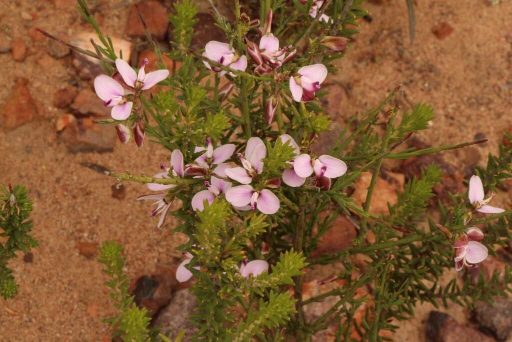 Image of Polygala microlopha var. microlopha