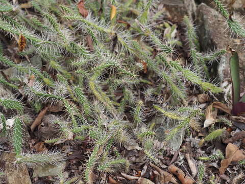 Image of Roving Pricklypear