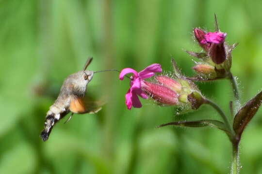 Image of humming-bird hawk moth