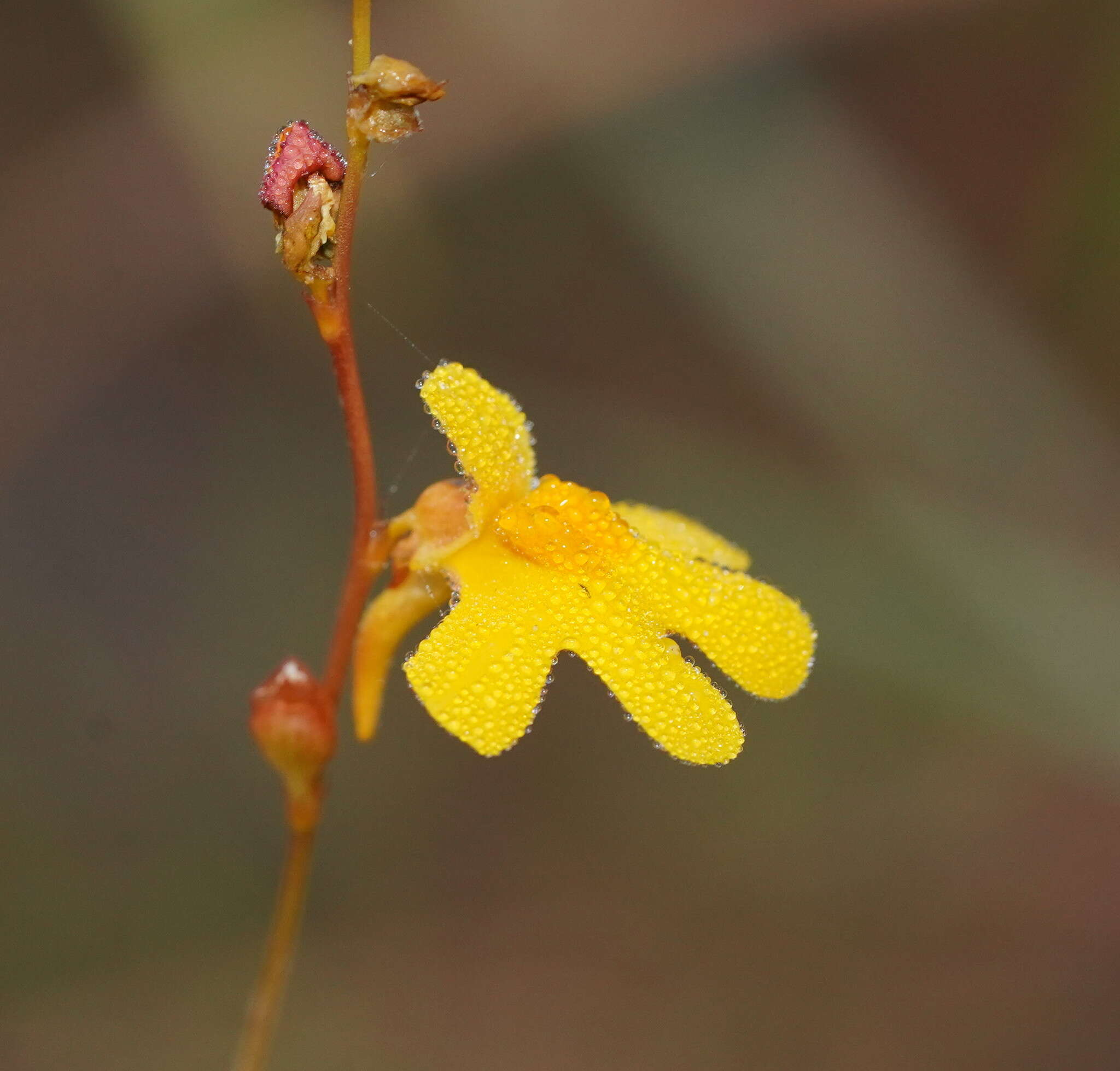 Image of Utricularia chrysantha R. Br.