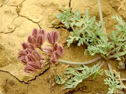 Image of bulbous springparsley