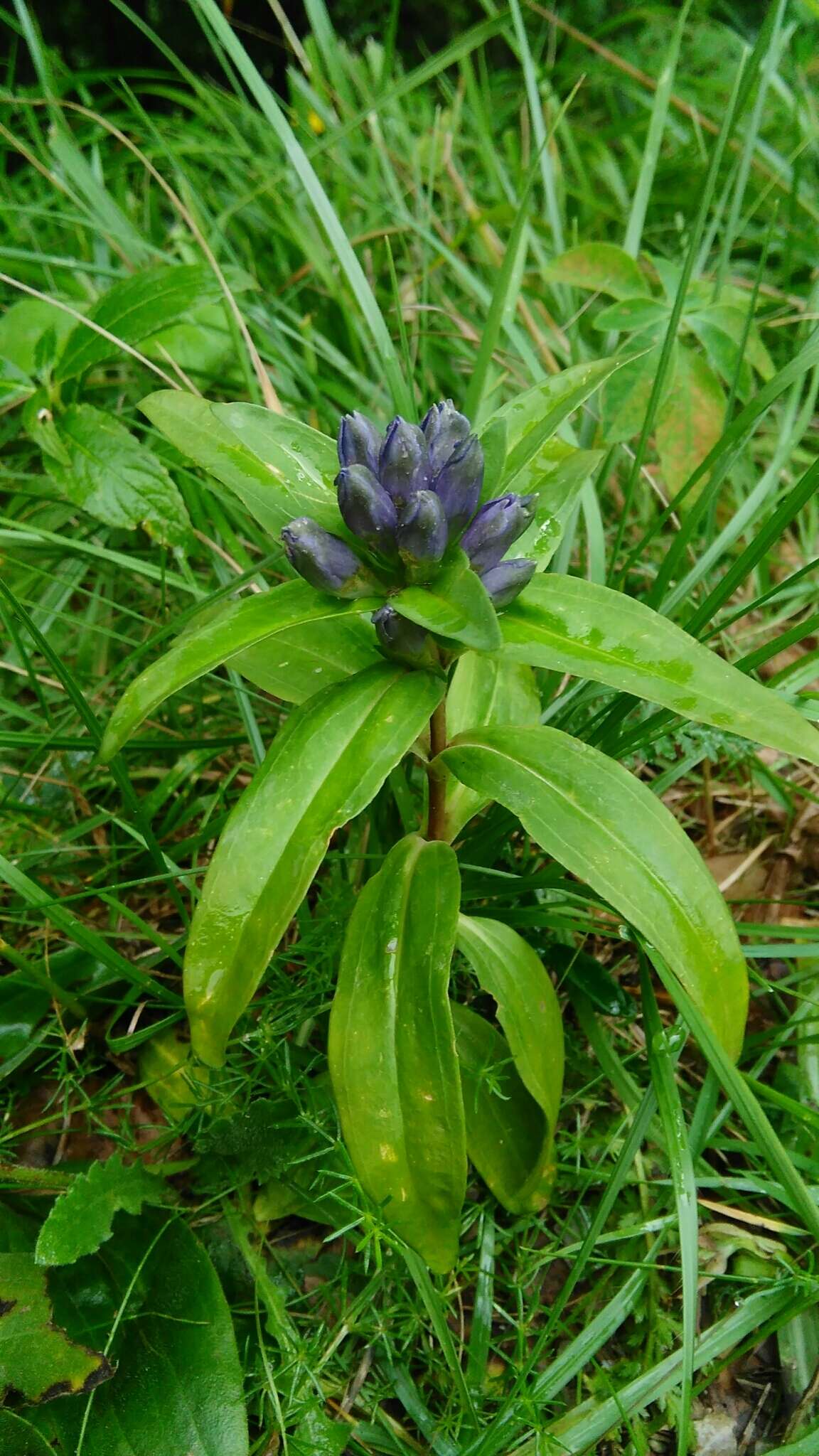 Image of Cross gentian