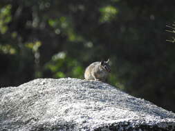 Image of California Chipmunk