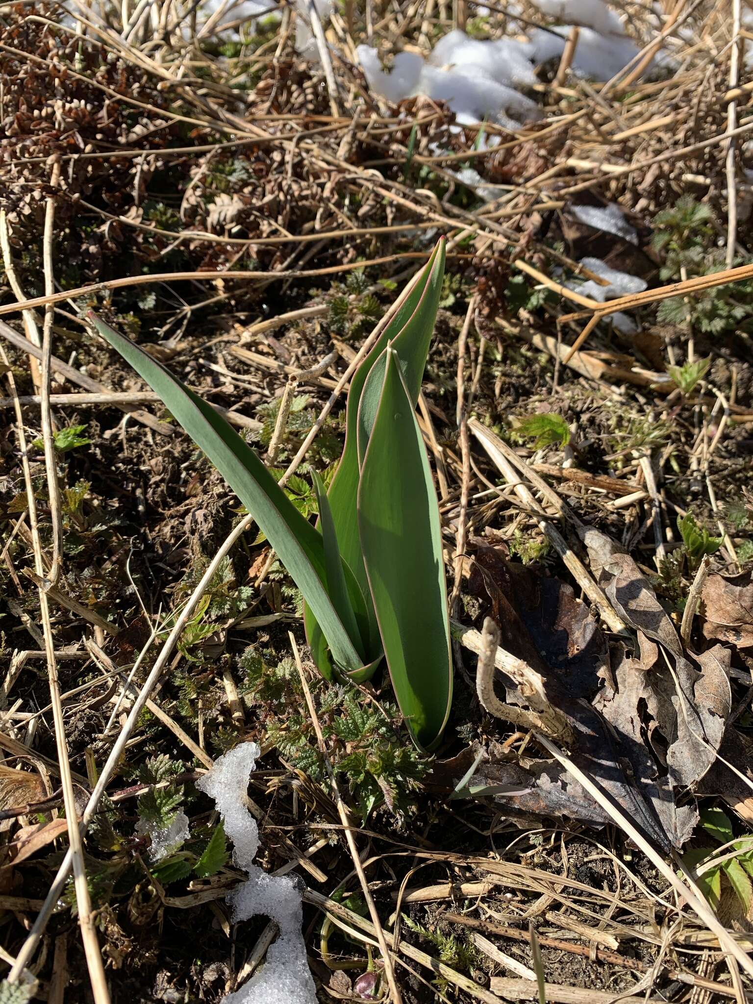 Plancia ëd Tulipa gesneriana L.