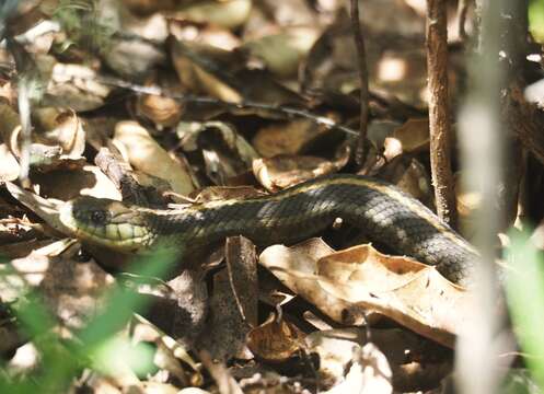 Image of Thamnophis atratus atratus (Kennicott ex Cooper 1860)