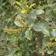 Sivun Pterophylla racemosa (L. fil.) Pillon & H. C. Hopkins kuva