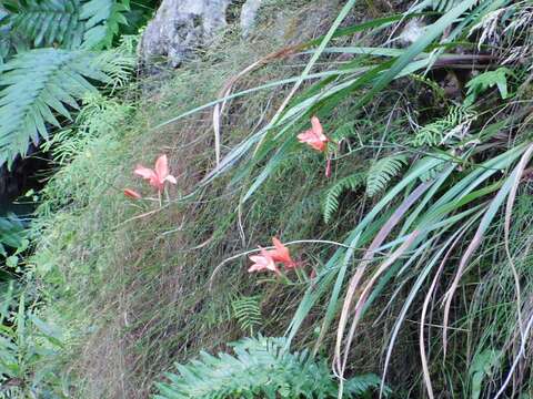 Imagem de Gladiolus cardinalis Curtis