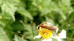 Image of Lytta (Paralytta) quadrimaculata (Chevrolat 1834)