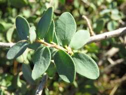 Image of Melaleuca elliptica Labill.