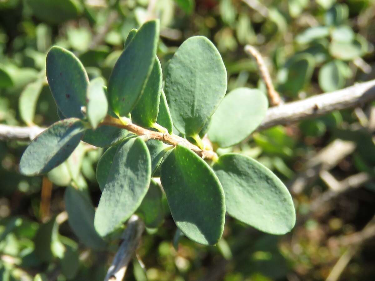 Image of Melaleuca elliptica Labill.