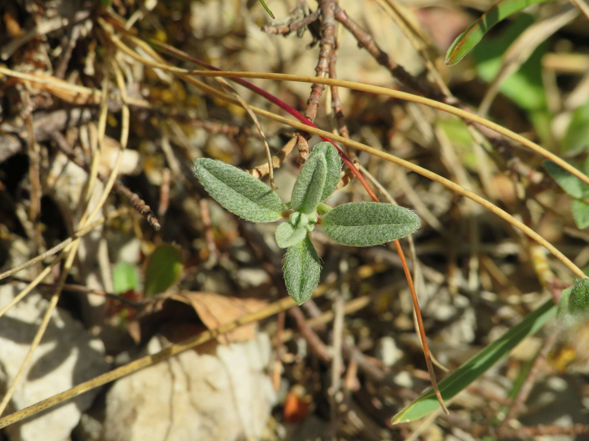 Image of Helianthemum canum (L.) Baumg.