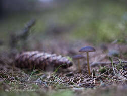 Image of sprucecone cap