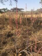 Image of Aloe greatheadii Schönland