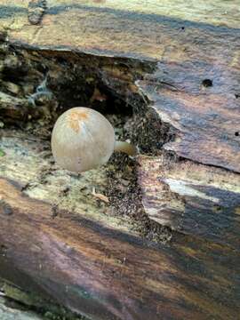 Image of Pluteus longistriatus (Peck) Peck 1885