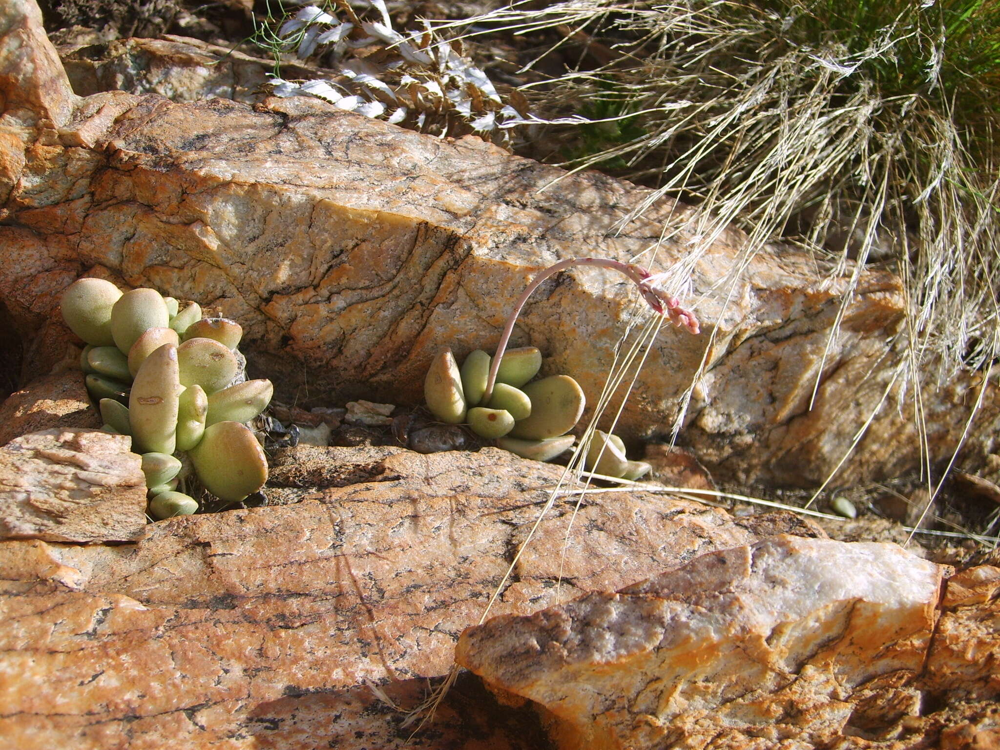 Image of Adromischus umbraticola C. A. Smith