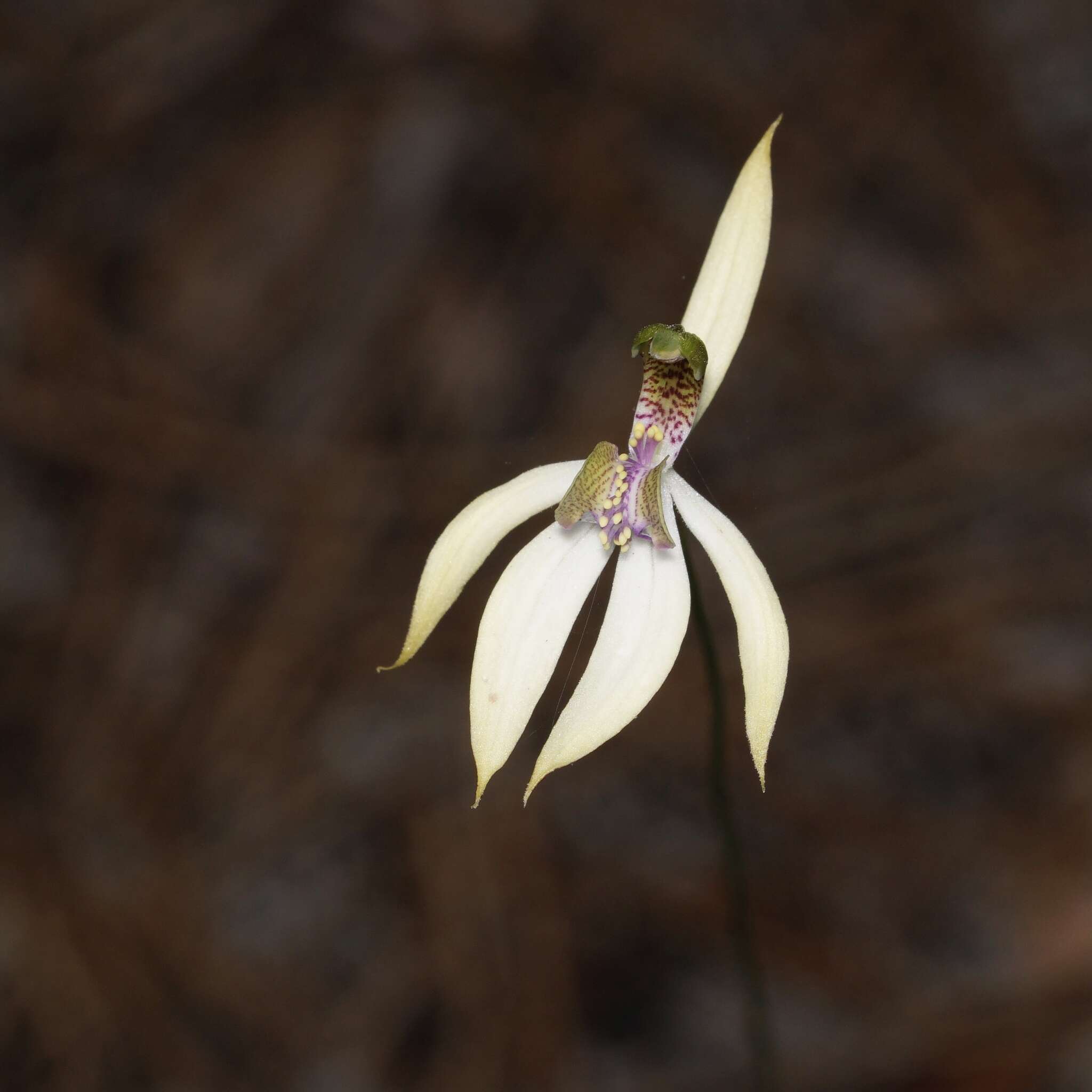 Image of Praecoxanthus aphyllus (Benth.) Hopper & A. P. Br.