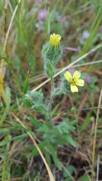 Слика од Madia gracilis (Sm.) Keck & J. Clausen ex Applegate