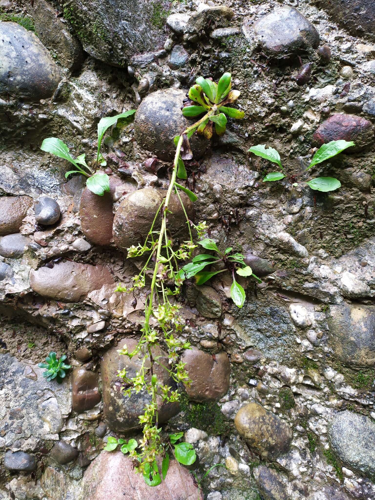 Слика од Saxifraga mutata L.