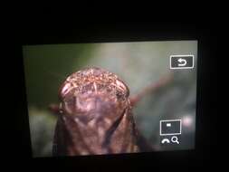 Image of European Alder Spittlebug