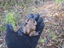 Image of Ezo Brown Frog