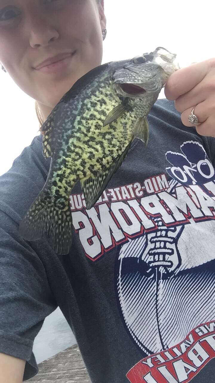 Image of Black Crappie