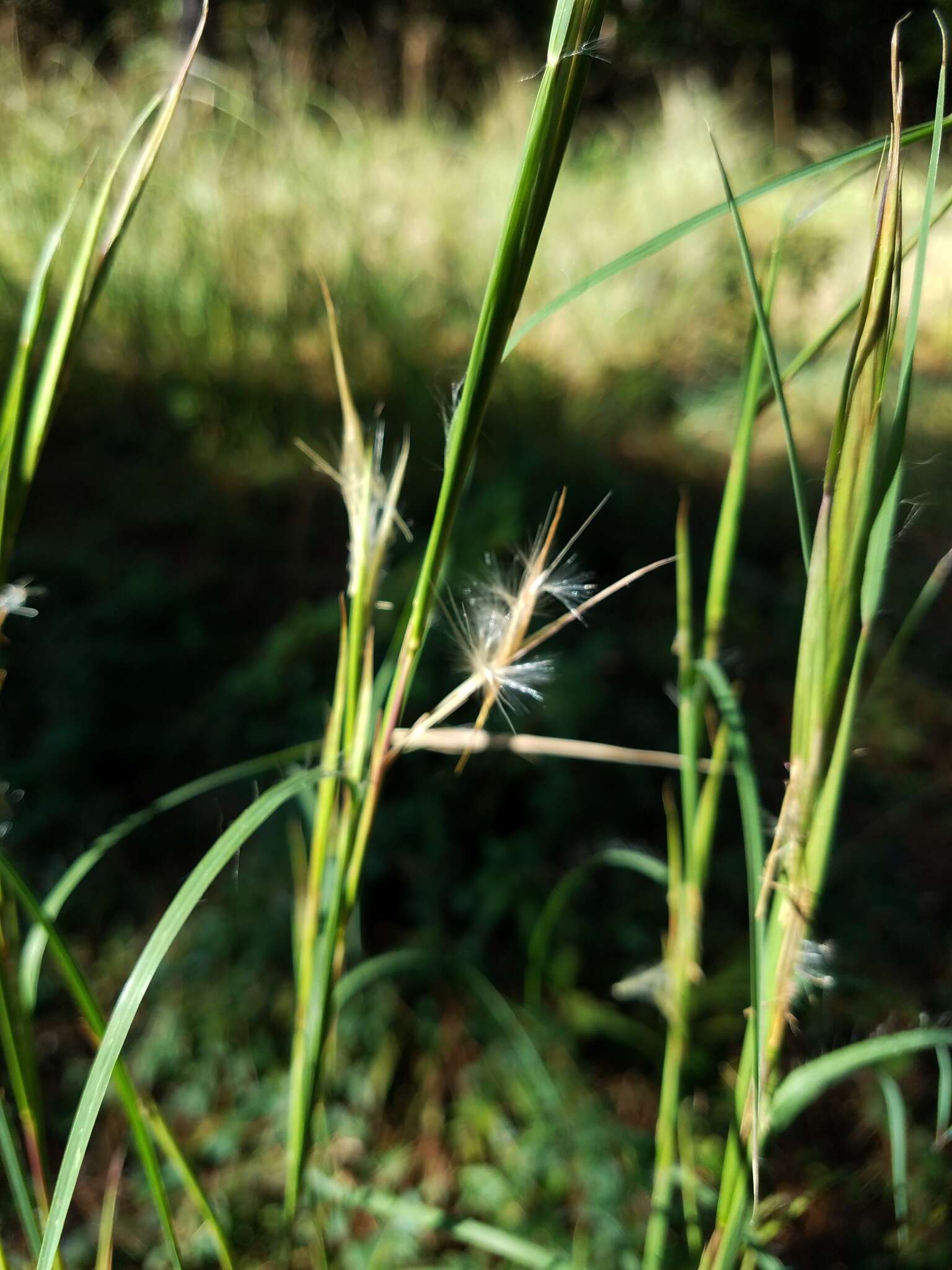 Image of Broomsedge Bluestem