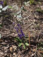 Image of Australian lilac vine