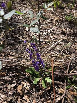 Image of Australian lilac vine