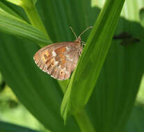 Image de Erebia jeniseiensis Trybom 1877