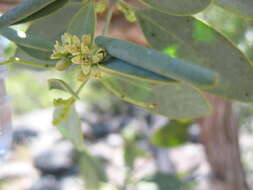 Image of Santalum lanceolatum R. Br.