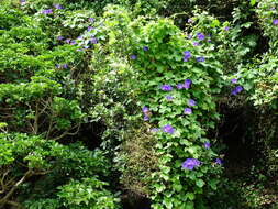 Sivun Ipomoea indica (J. Burman) Merr. kuva