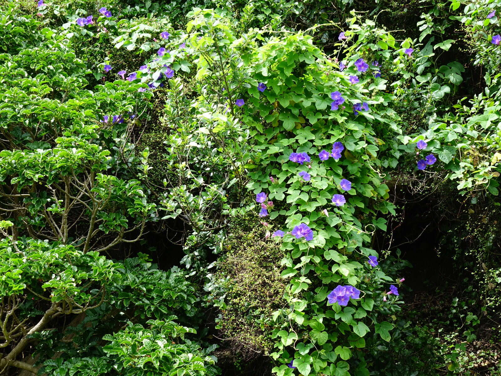 Sivun Ipomoea indica (J. Burman) Merr. kuva